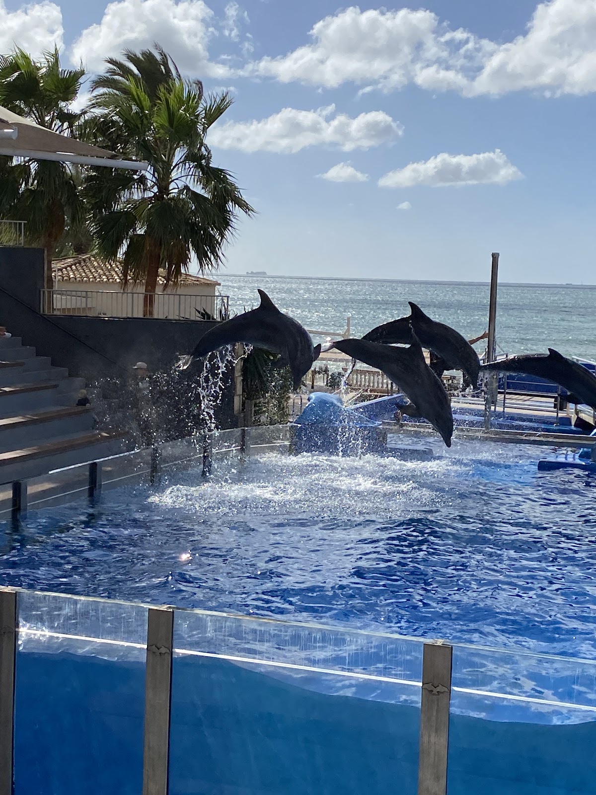 Marineland Mallorca – Bild 2 von 5