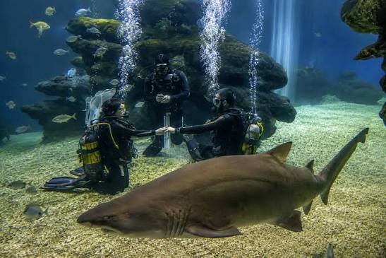 Palma Aquarium – Bild 5 von 5
