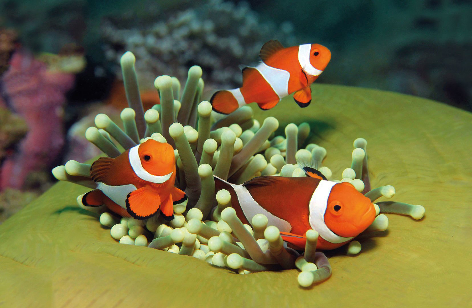 Palma Aquarium